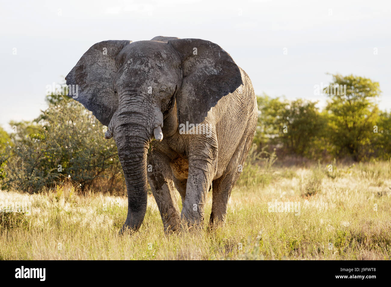 Lrge böse Elefant bewegt seine Ohren im Zeichen von Wut, Etosha NP, Namibia. Stockfoto