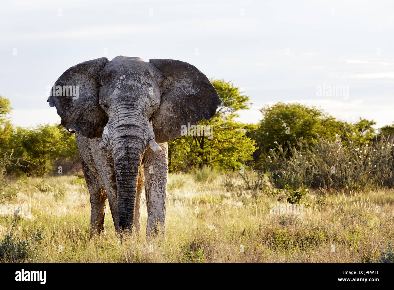 Lrge böse Elefant bewegt seine Ohren im Zeichen von Wut, Etosha NP, Namibia. Stockfoto