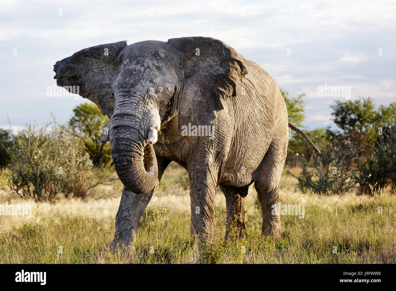 Lrge böse Elefant bewegt seine Ohren im Zeichen von Wut, Etosha NP, Namibia. Stockfoto