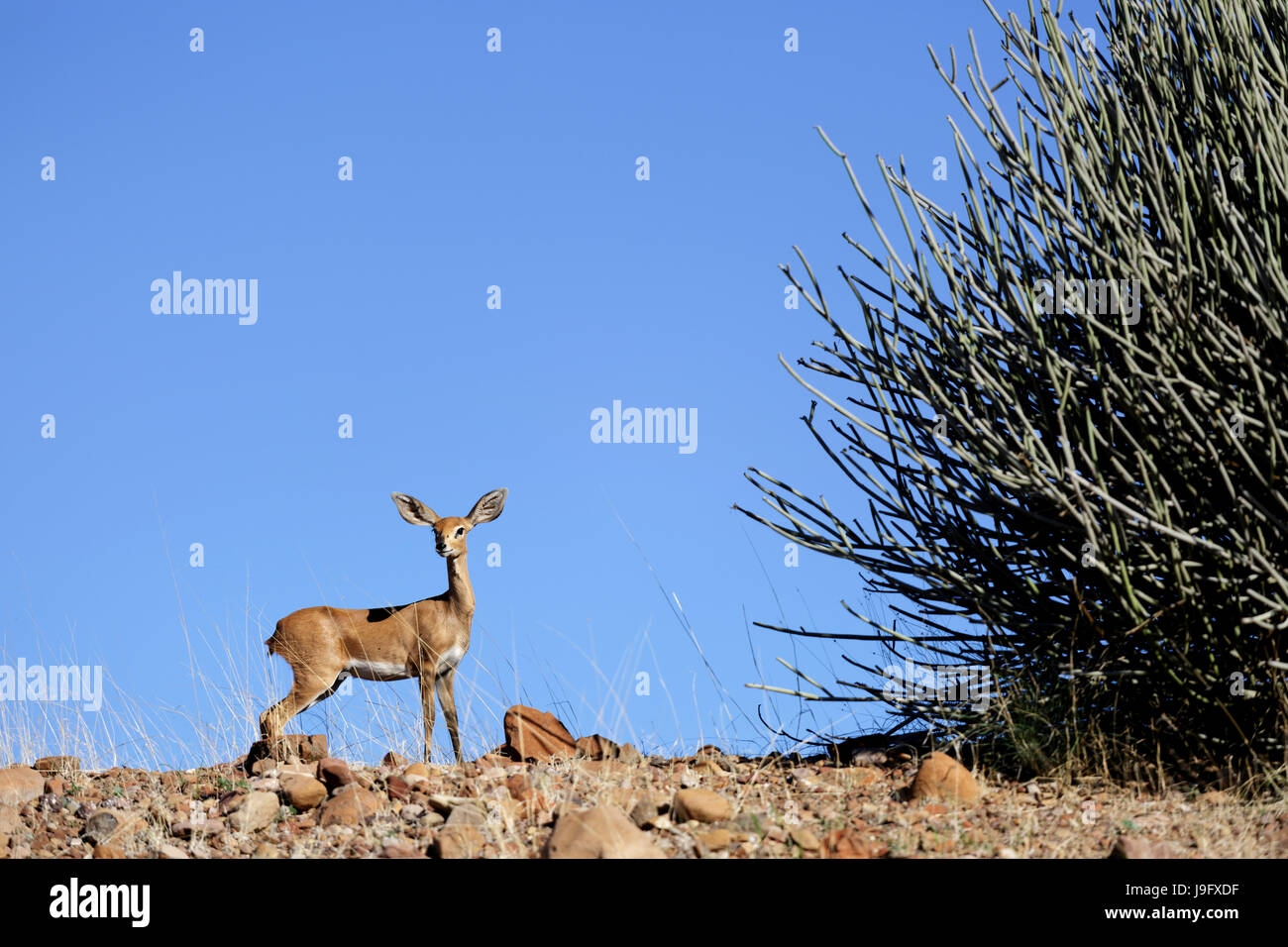 Kleine Antilope mit großen Ohren, die immer noch auf einer Anhöhe, Palmwag, Namibia. Stockfoto