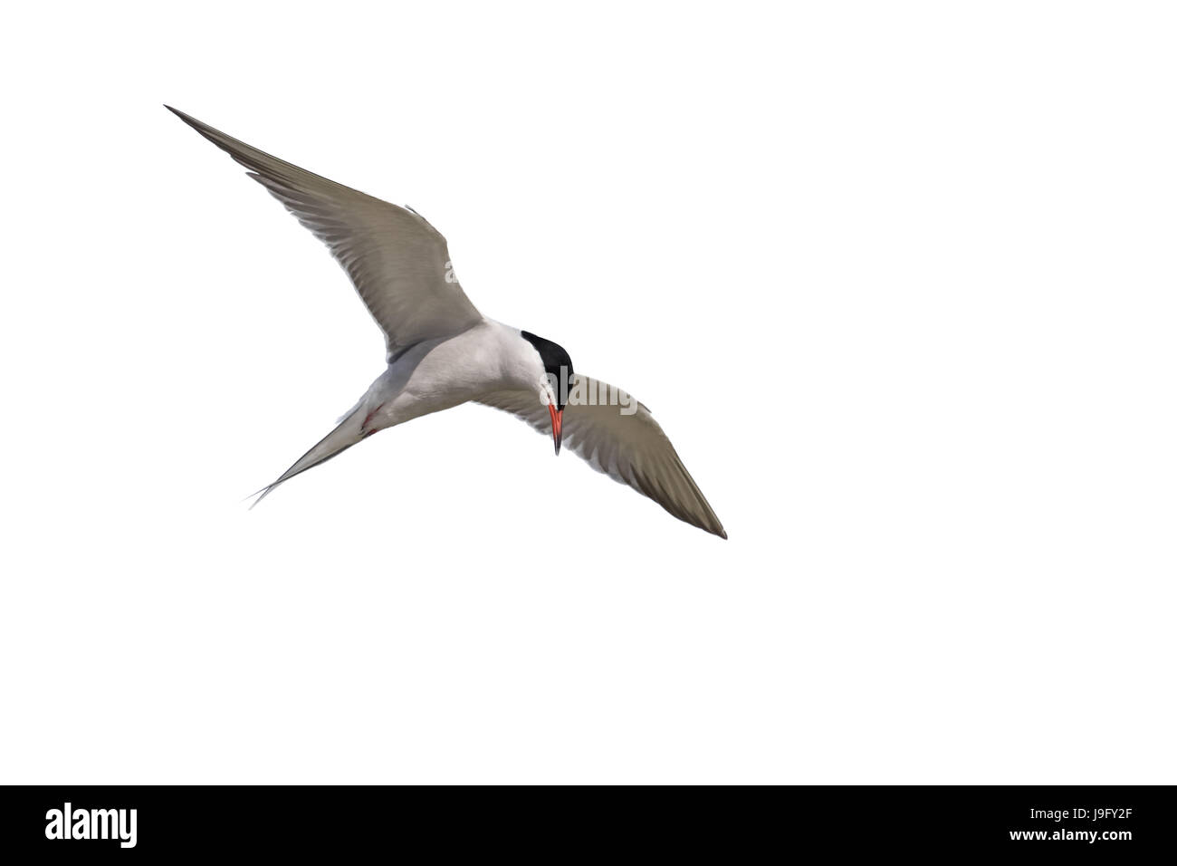 Erwachene Lachseeschwalbe, Sterna hirundo, im Sommerbrutkleid fliegt über die Donaudelta, Rumänien, zeigt einen gegabelten Schwanz und einen roten Schnabel mit schwarzer Spitze. Stockfoto