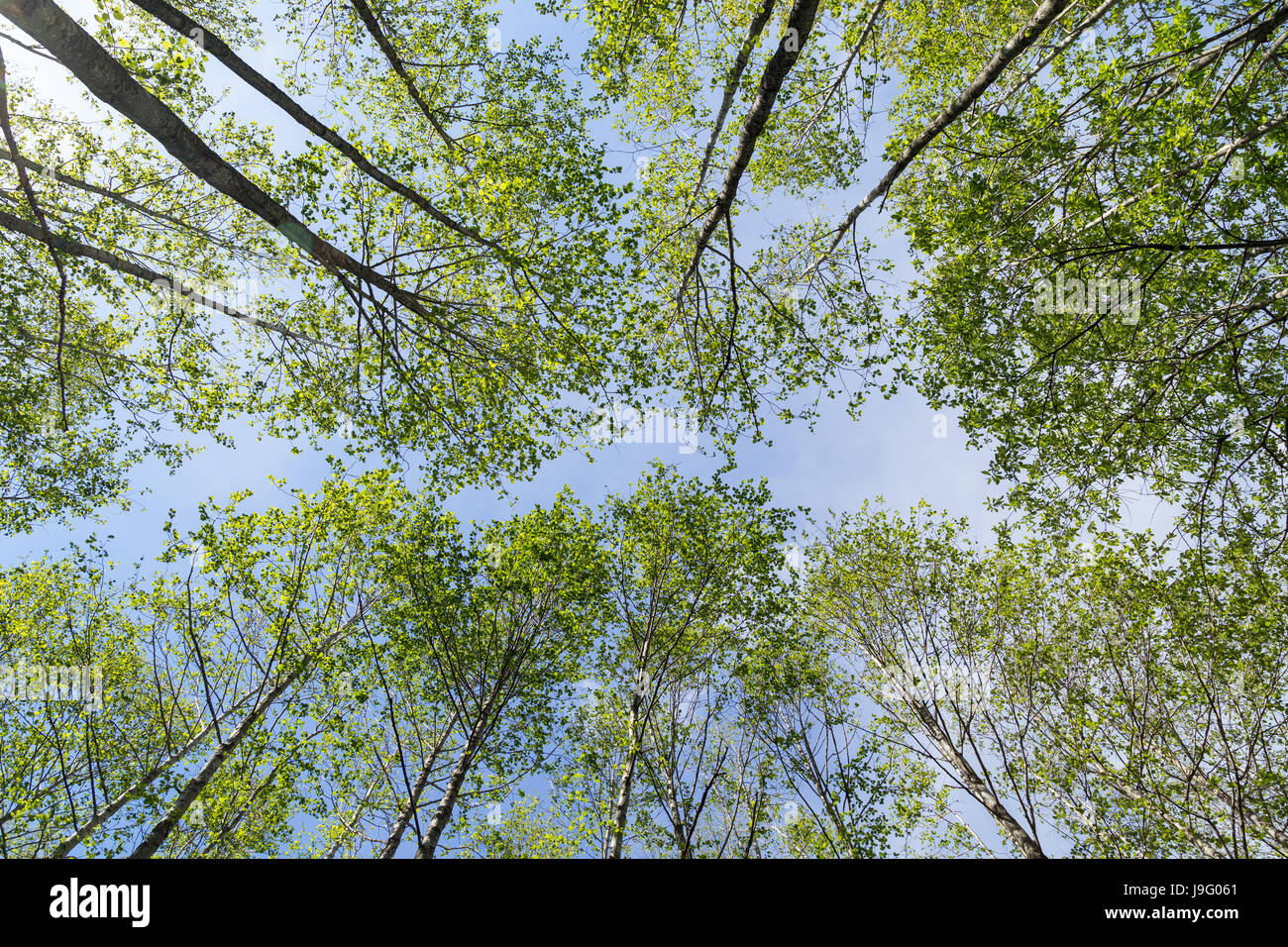 Grünende Bäumen in einem Wald Ansicht von unten im Sommer. Stockfoto
