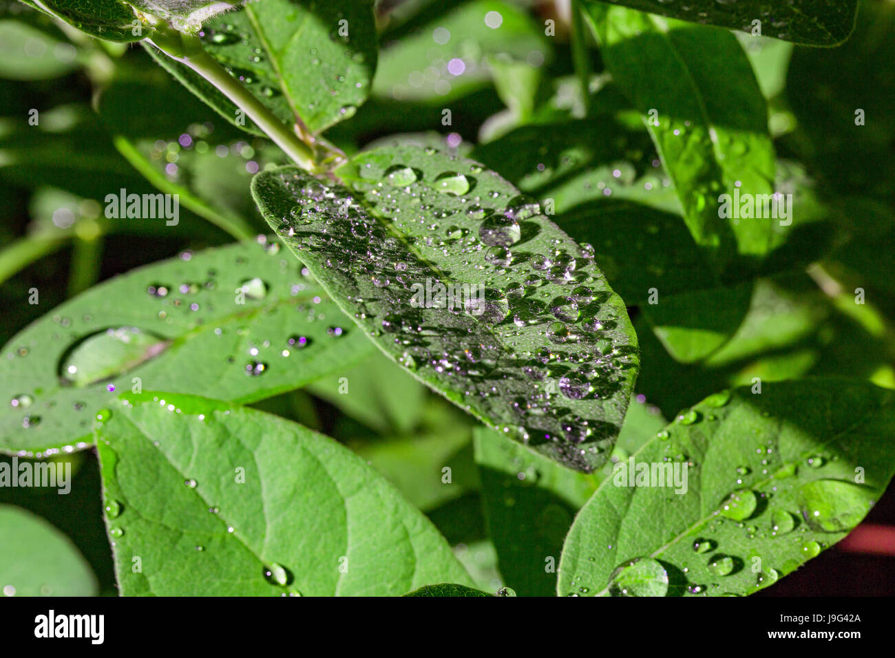Kamtschatka-Heckenkirsche, Lonicera Caerulea, Lonicera Kamtschatica, grüne Blätter mit frischen und sauberen Morgen Wassertropfen. Gartenarbeit als ein Hobby. Stockfoto