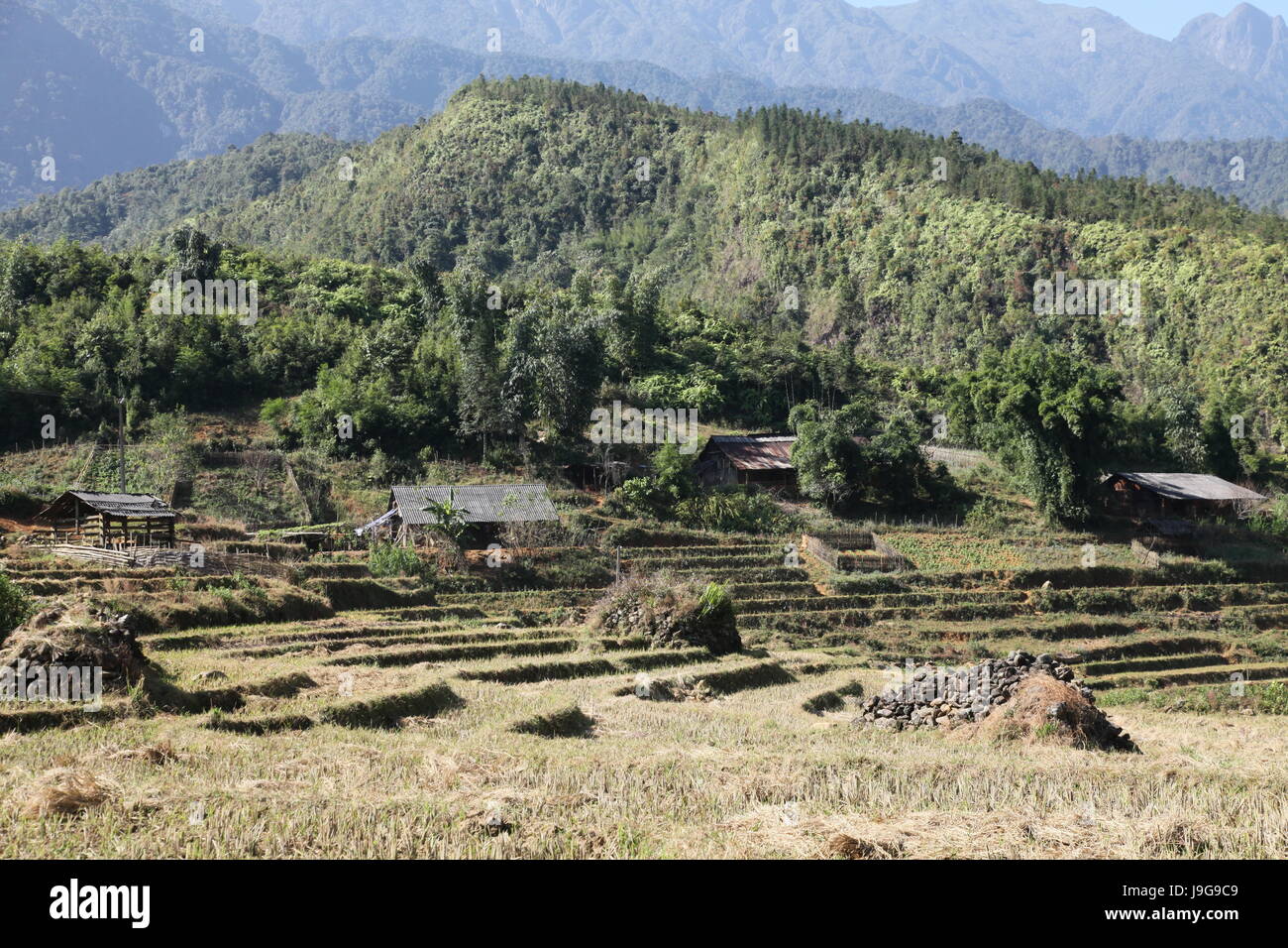 Tourismus, Landwirtschaft, Landwirtschaft, Bambus, Viet Nam, Vietnam, Bauernhof, Tourismus, Kiefer, Stockfoto