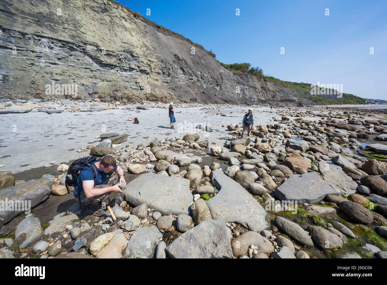 Jurassic Coast, Mann auf der Suche nach Fossilien, Lyme Regis, Dorset, England Stockfoto