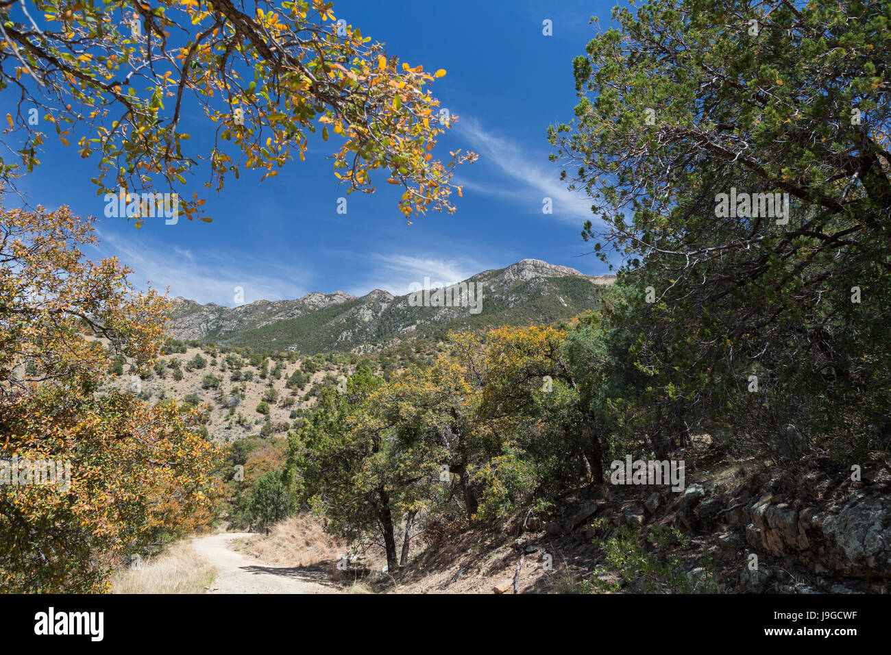 Continental, Arizona - The Old Baldy Wanderweg in Madera Canyon, einer beliebten Gegend der US Forest Service in den Santa Rita Mountains. Stockfoto