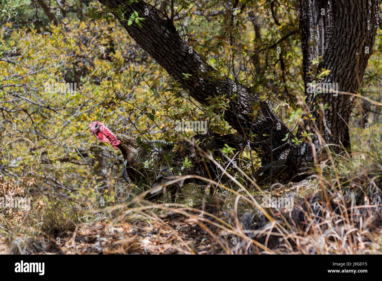 Continental, Arizona - ein wilder Truthahn (Meleagris Gallopavo) in Madera Canyon, einer beliebten Gegend der US Forest Service in den Santa Rita Mountains. Stockfoto