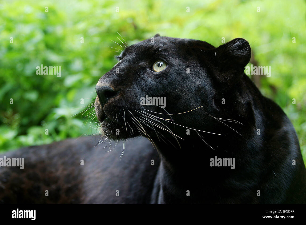 Black Panther, Panthera Pardus, Porträt von Erwachsenen, Stockfoto