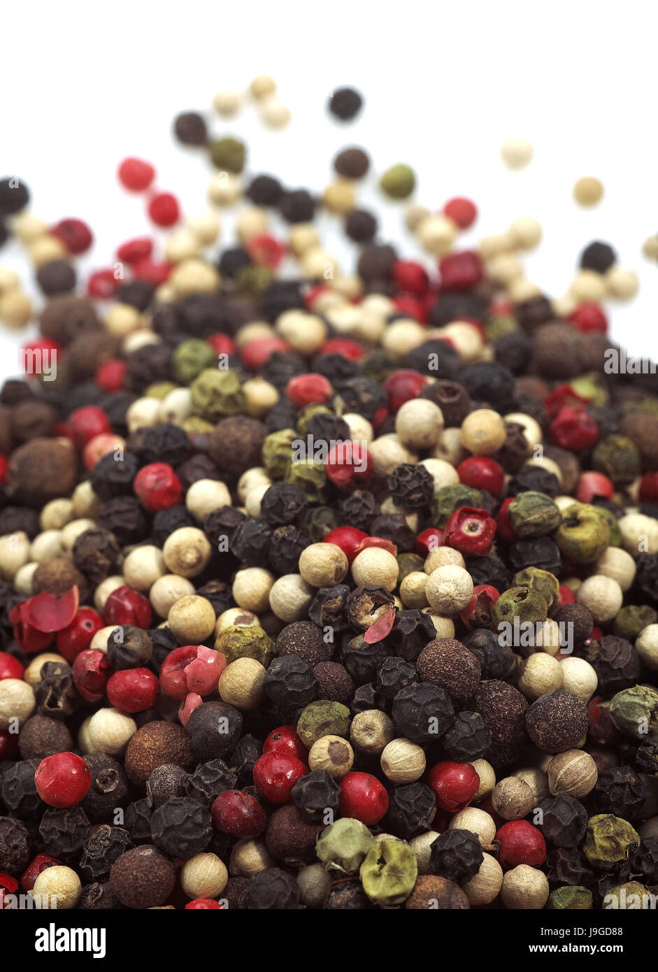 Fünf Pfefferkörner, Peper Nigrum Hintergrund weiß, Stockfoto