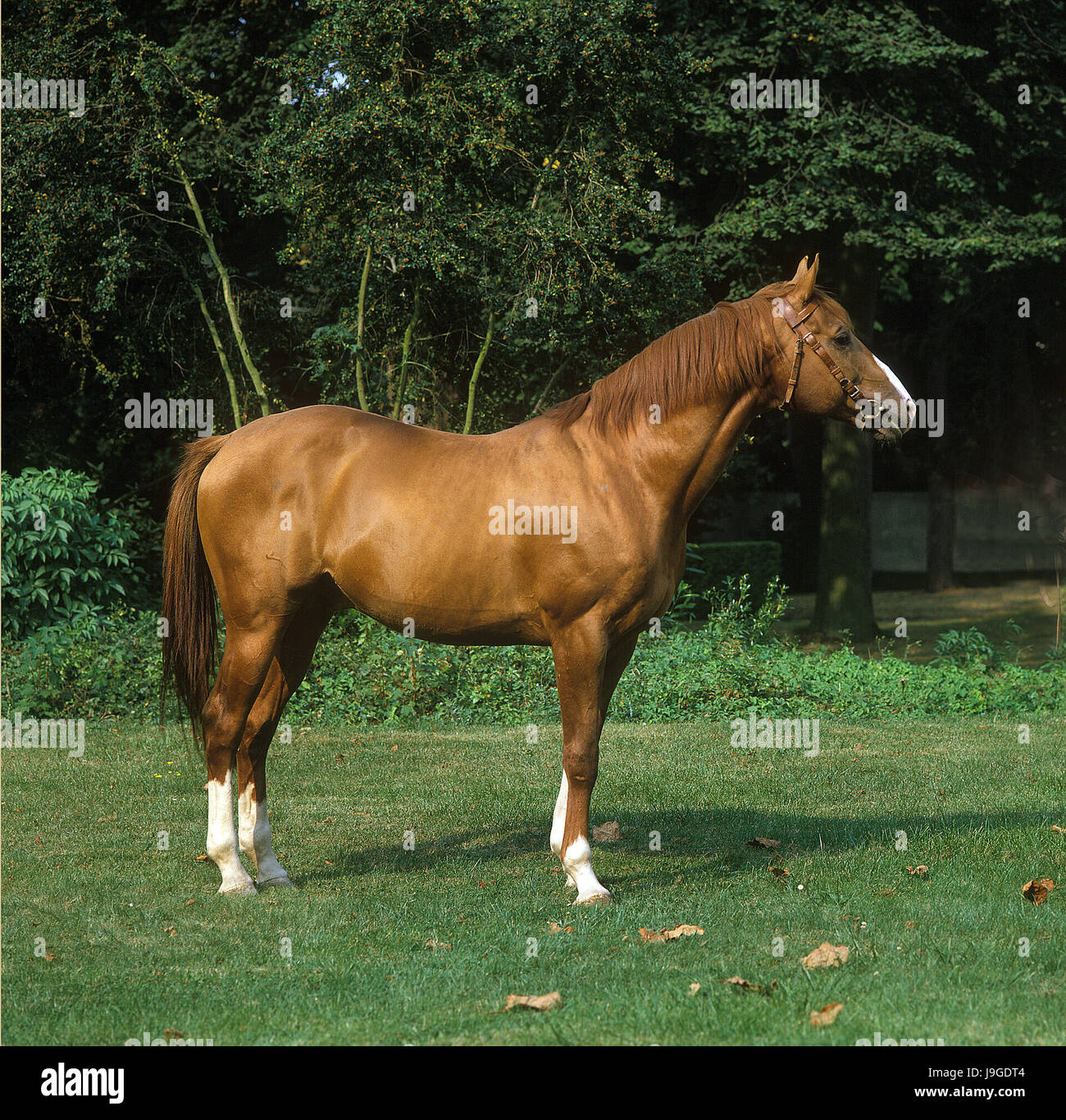 Anglo arabischen Pferd Stockfoto