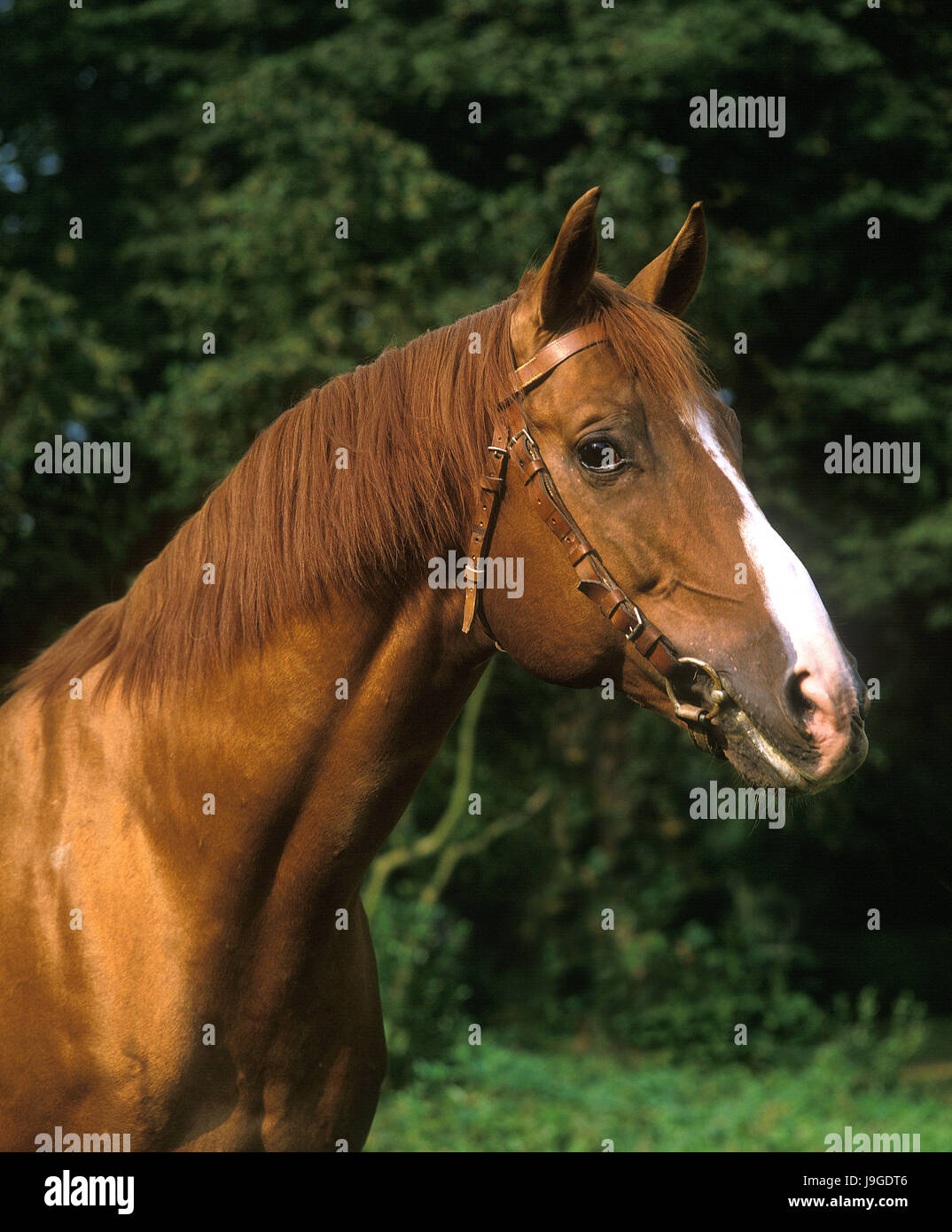 Anglo arabischen Pferd, Portrait mit Halter, Stockfoto
