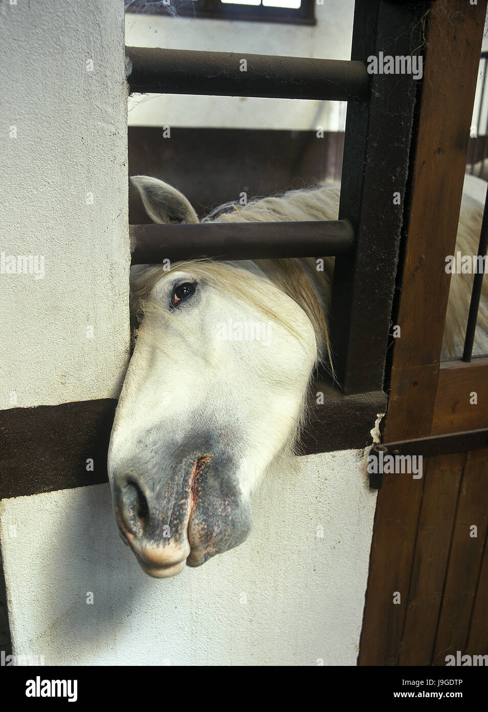 Camargue-Pferd im Stall, Stockfoto