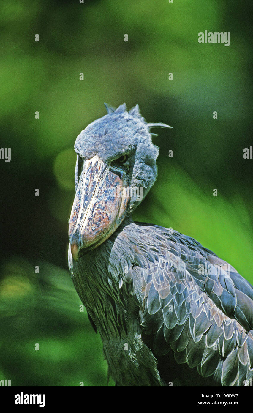 Schuhschnabel Storch oder Whale-Headed Stork, Balaeniceps Rex, Porträt von Erwachsenen, Stockfoto