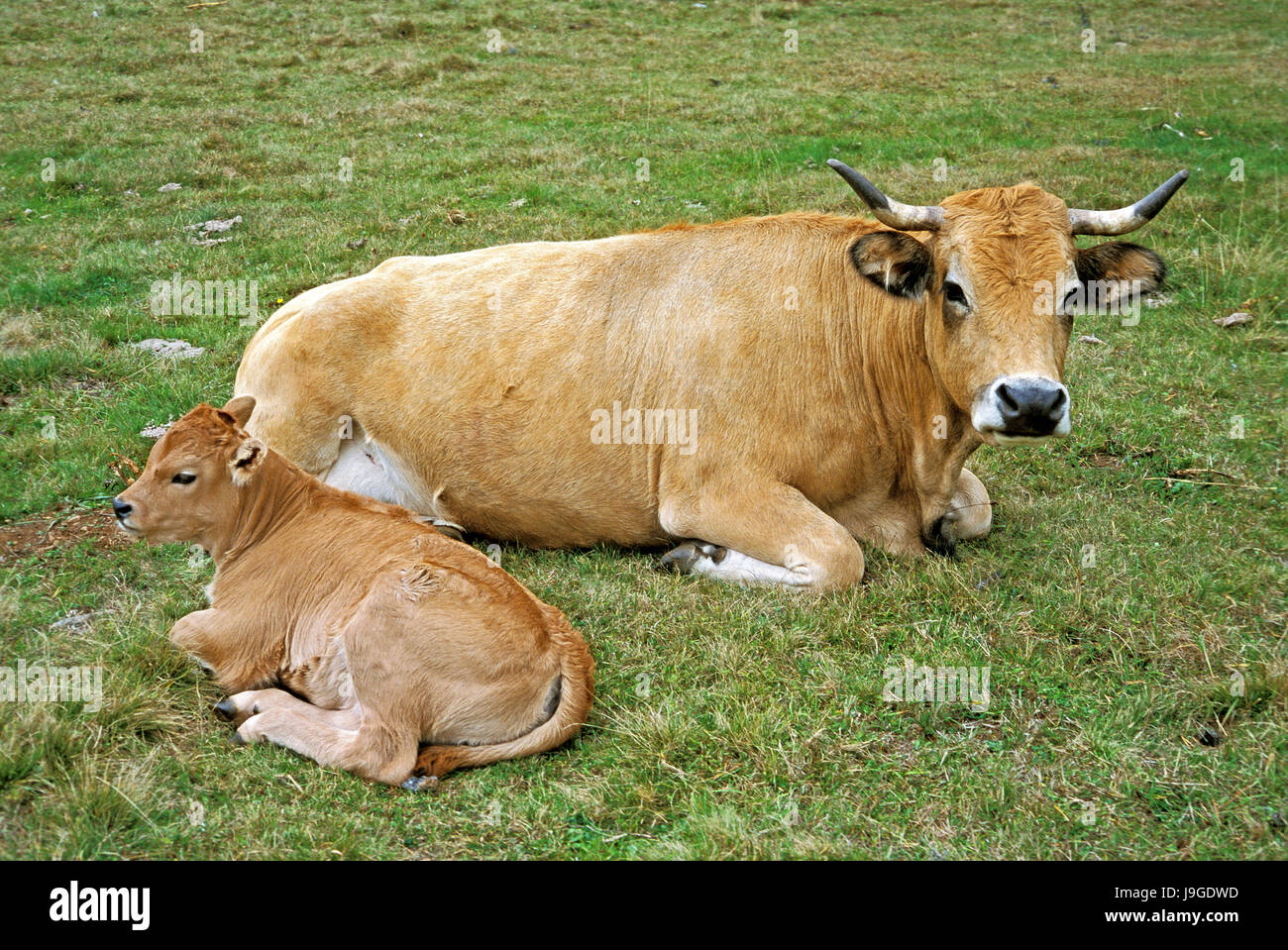 Hausrind, Kuh und Kalb Stockfoto