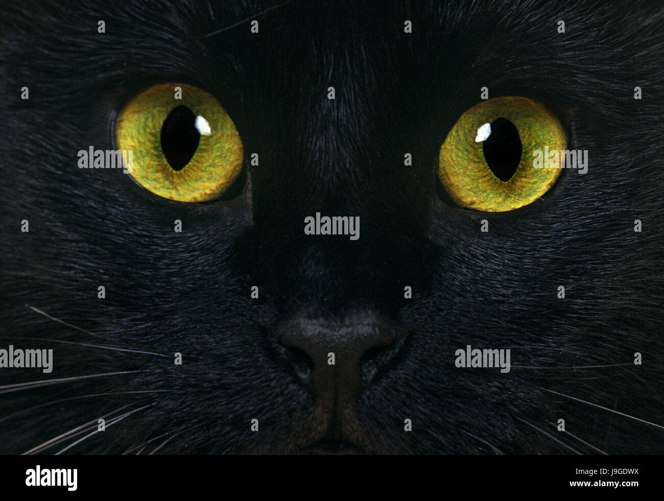 Schwarze Hauskatze, Großaufnahme der Augen, Stockfoto