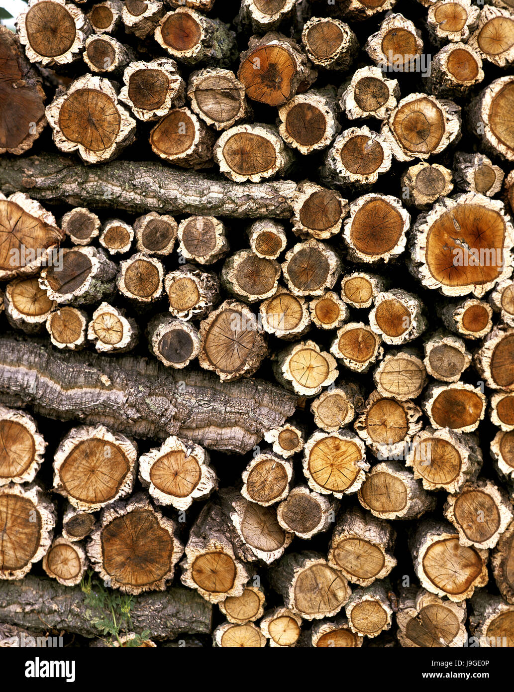 Stapel von Holz, Korkeichen, Quercus Suber, Stockfoto
