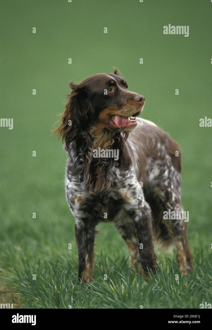 Picardie Spaniel Hund, Stockfoto