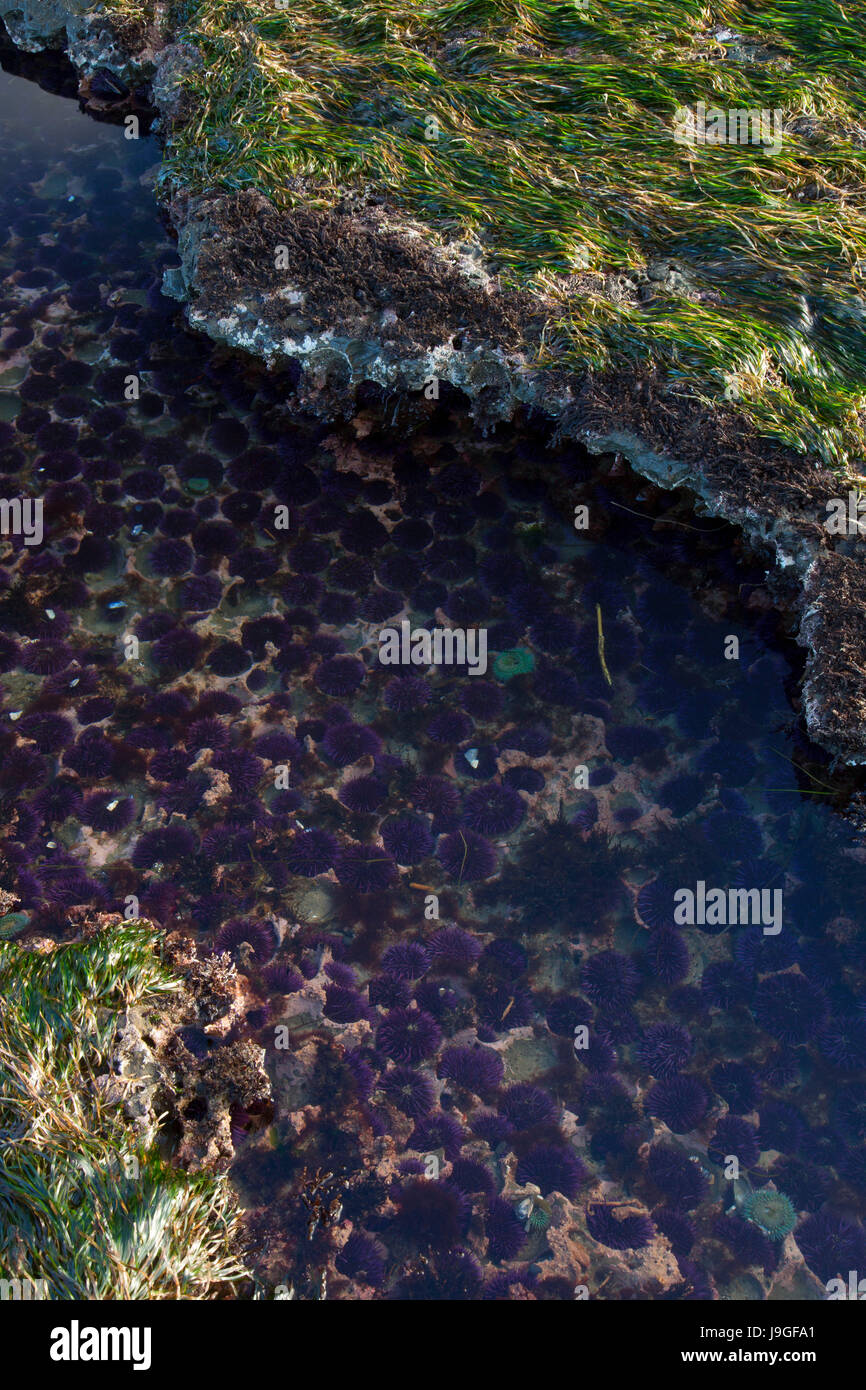 Tidepool mit Seeigel, Marine Gardens State Park, Oregon Stockfoto