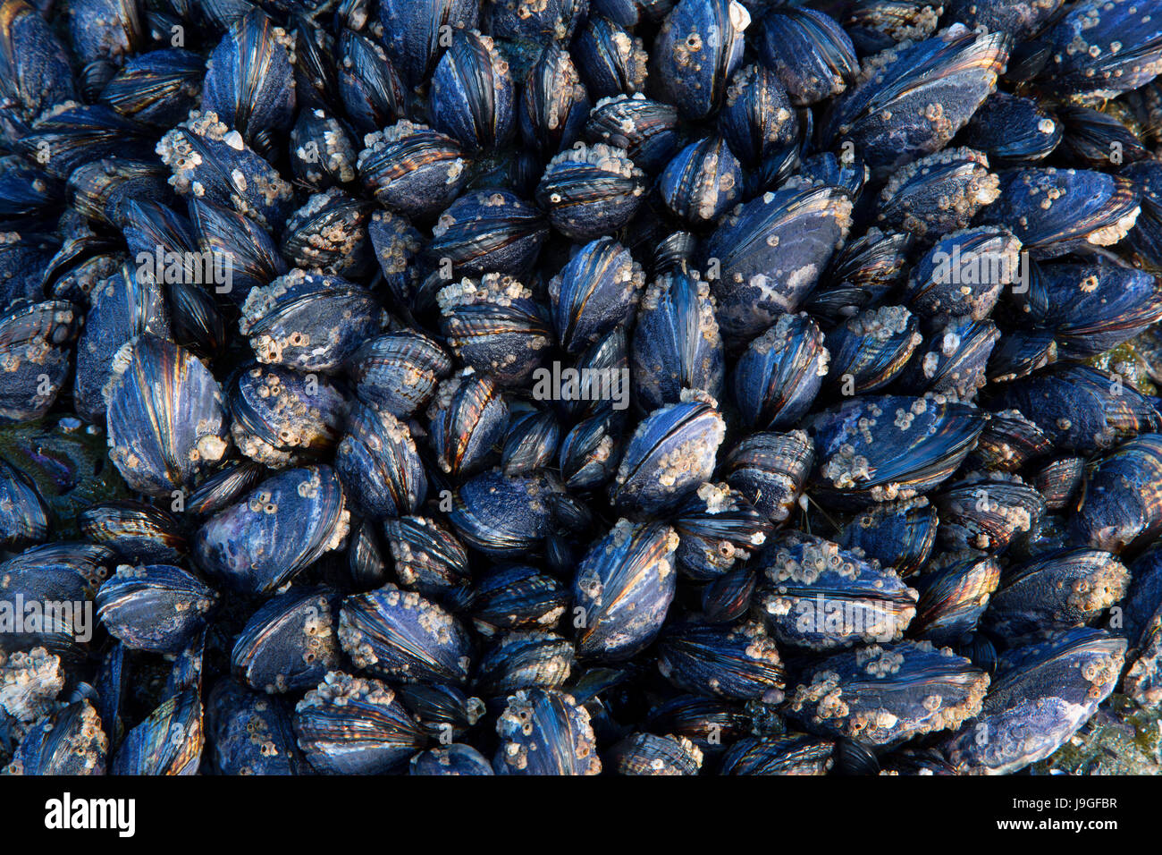 Muscheln, Marine Gardens State Park, Oregon Stockfoto