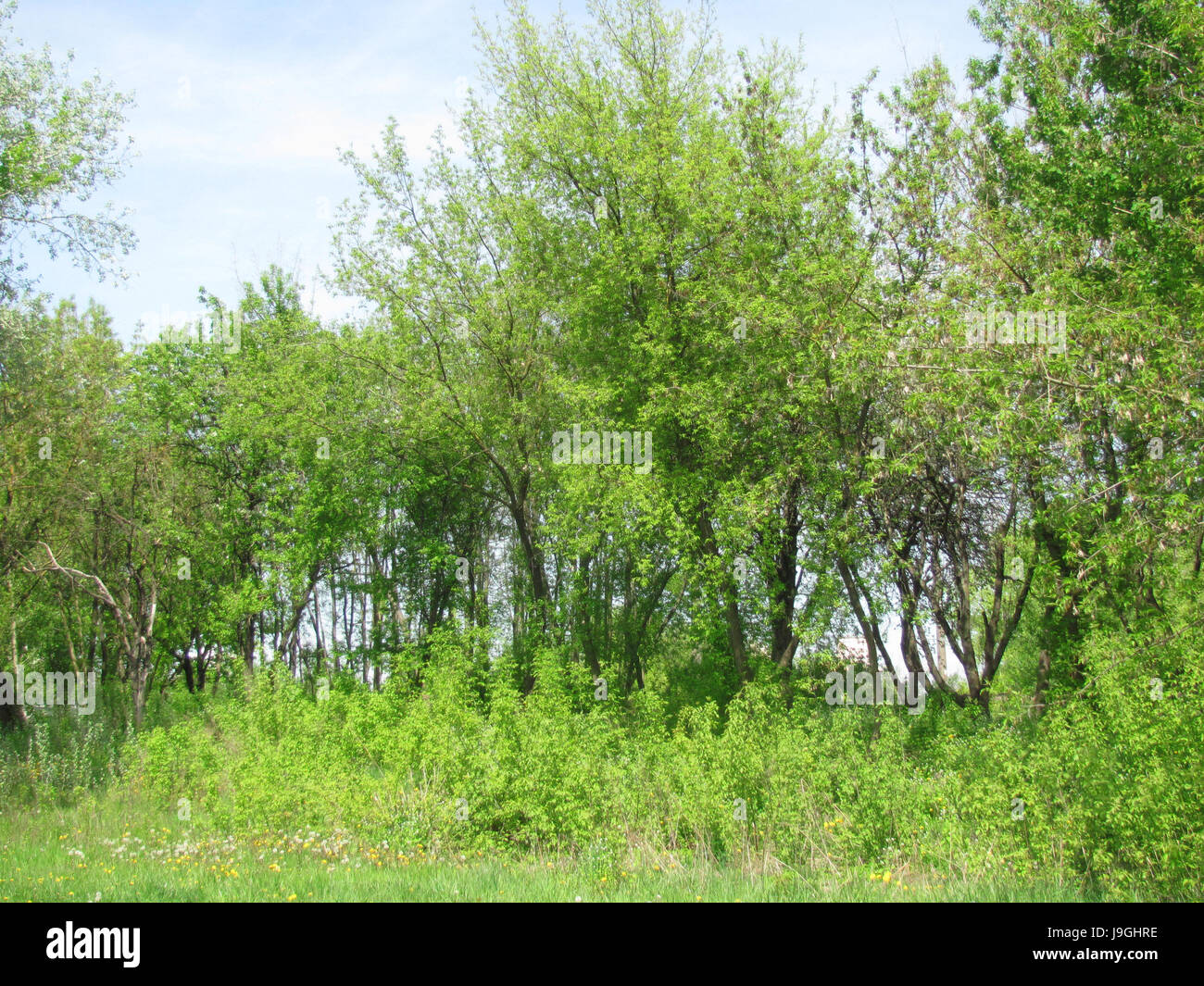 Lichtung im Wald an einem sonnigen Tag Stockfoto