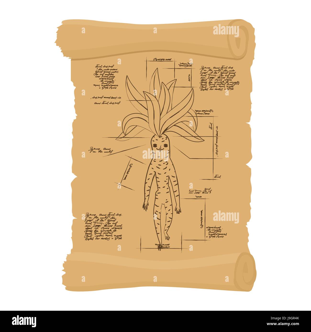 Alte Schriftrolle von Mandrake Root. Archaische Papyrus der sagenumwobene Pflanze. Alte Regelung. Geheime Erfindung von Leonardo da Vinci. Vintage-Dokument Stock Vektor
