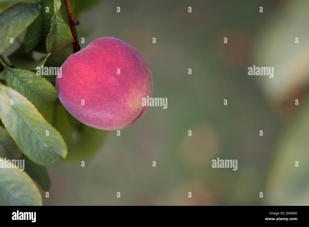 Pfirsiche in ein Pfirsichbaum mit sehr flachen Fokus auf das primäre Stück Obst. Stockfoto