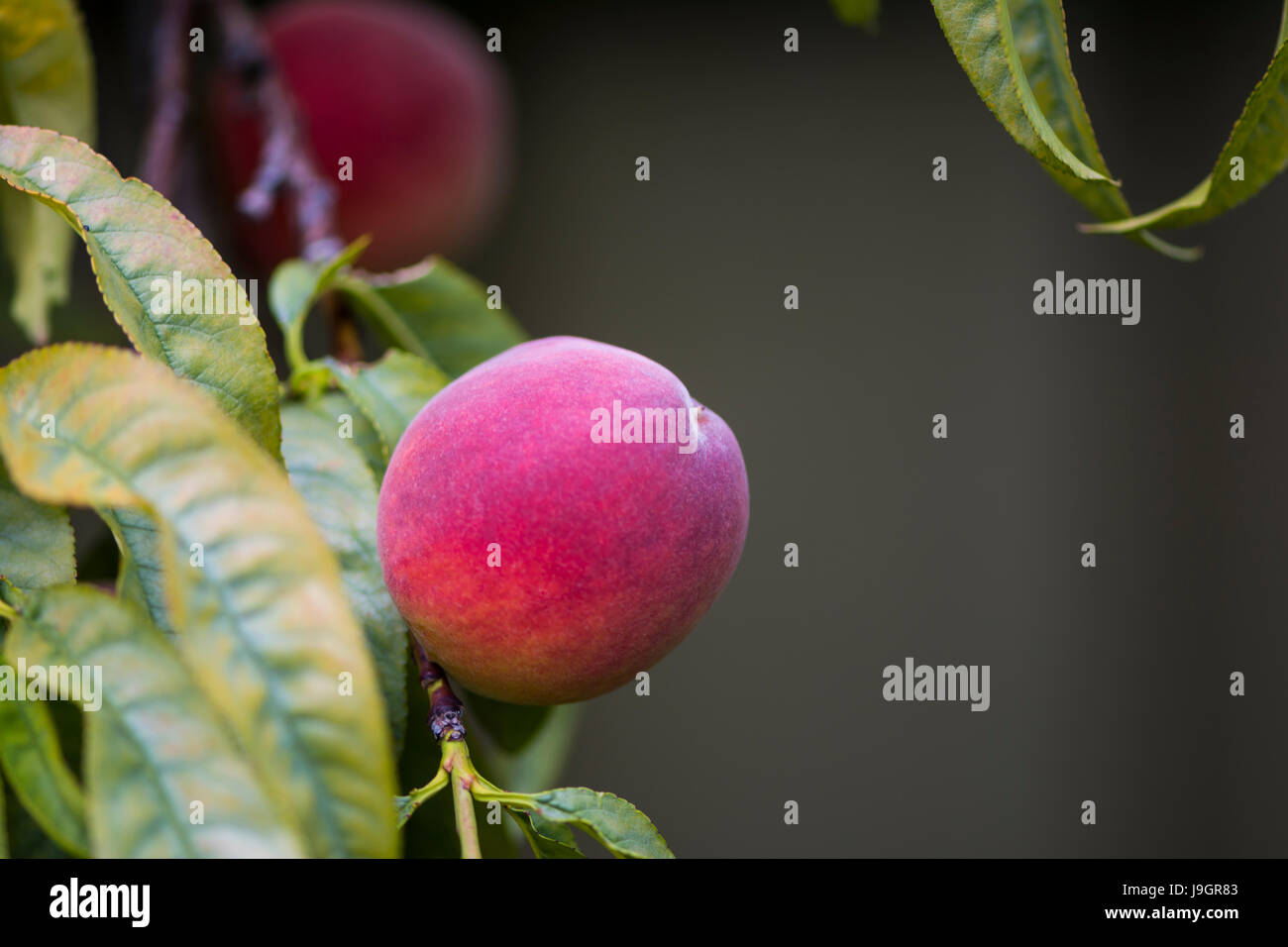 Pfirsiche in ein Pfirsichbaum mit sehr flachen Fokus auf das primäre Stück Obst. Stockfoto