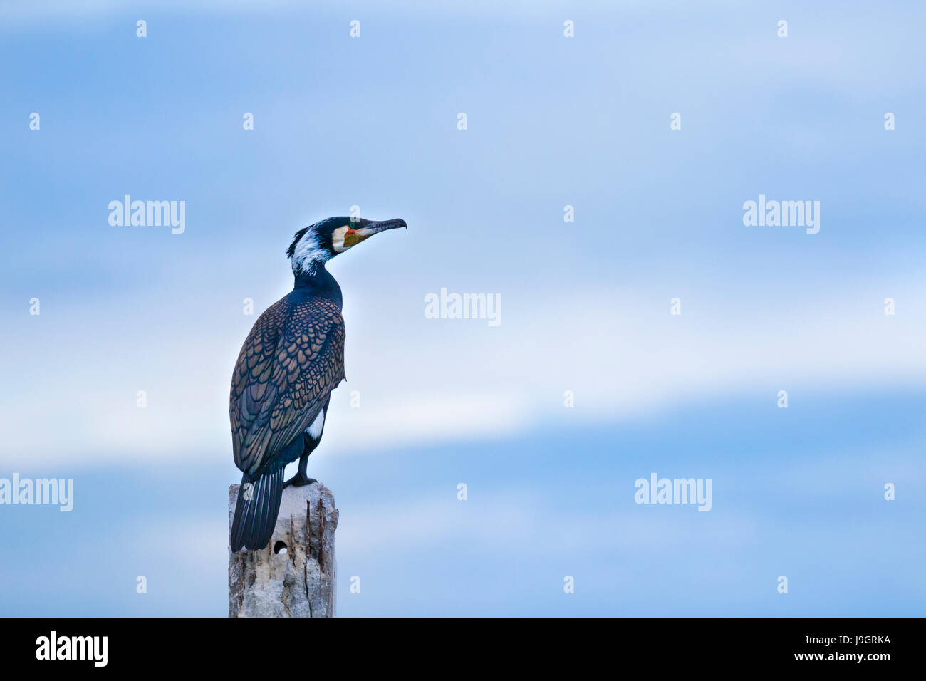 Eine einzelne Kormoran (Phalacrocorax Carbo) in seiner Zucht Gefieder hocken auf einer Betonkonstruktion wegsehen in den blauen Himmel in Thailand Stockfoto