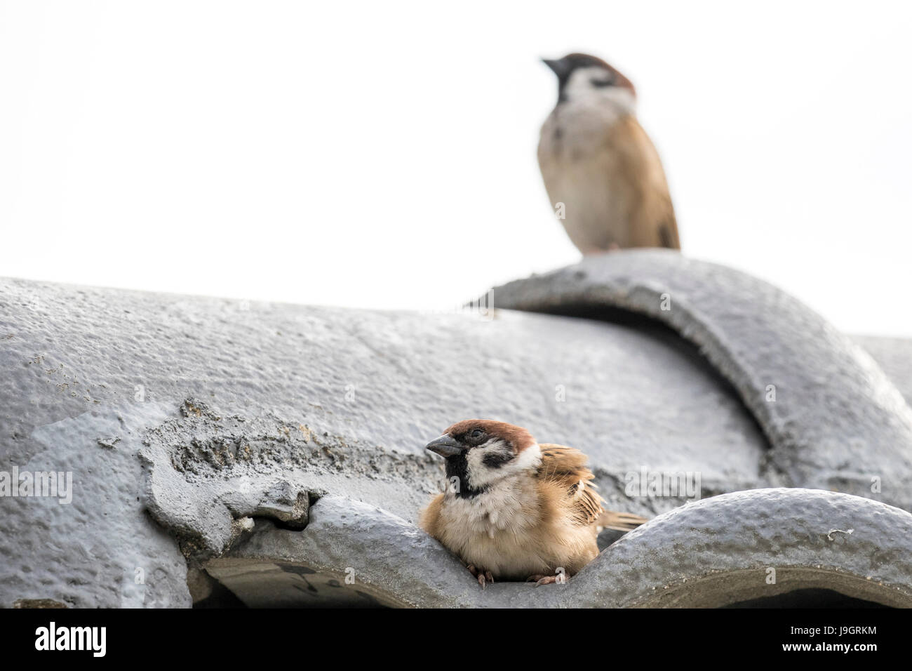 Paarung zweier eurasischen Baum Spatzen (Passer Montanus) ruht auf dem Dach Stockfoto