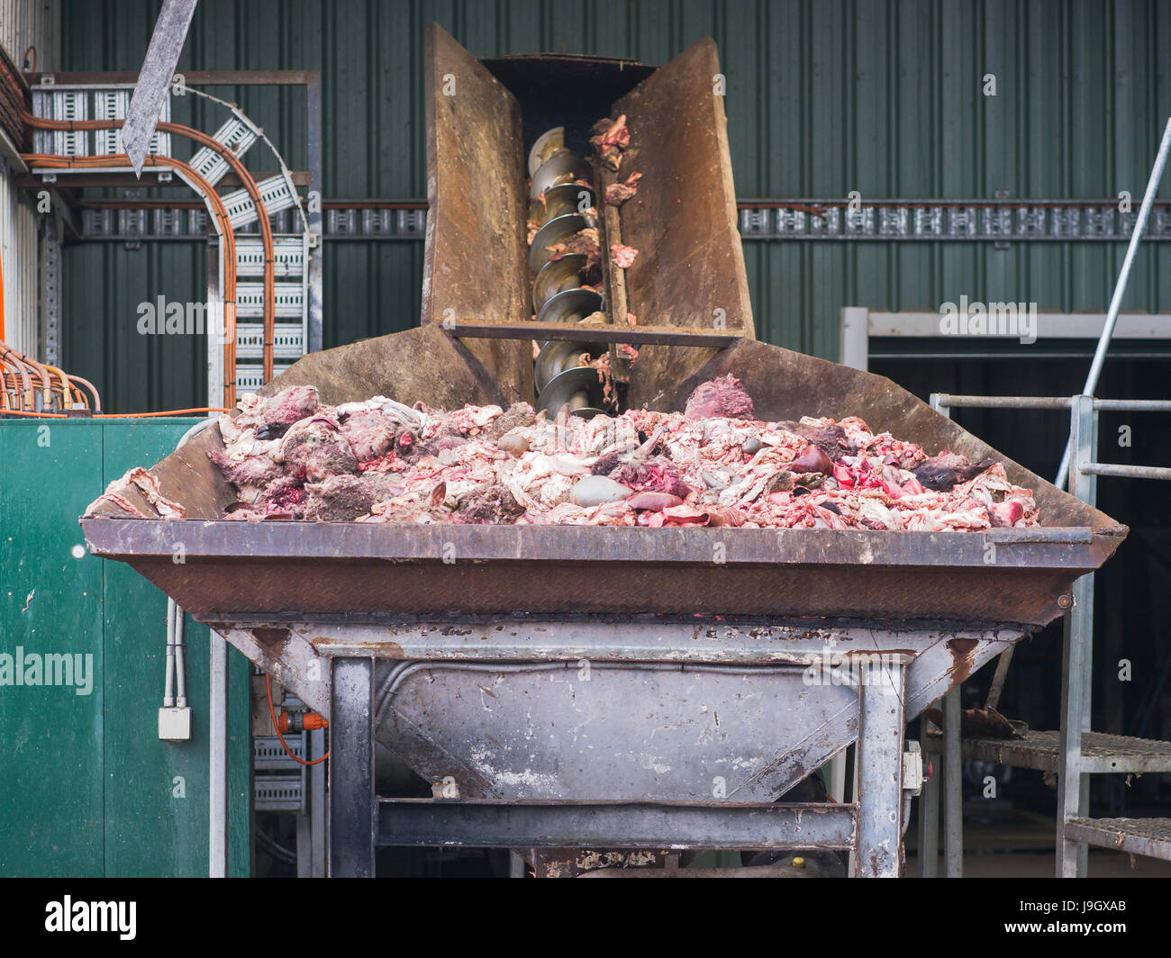 Nebenprodukte von einem Schaf Schlachthof in das Eingabefach ein Fleisch und Knochen Rendering Anlage zur Verarbeitung zu Fleisch- und Knochenmehl, ein wertvolles Futtermittel supp Stockfoto