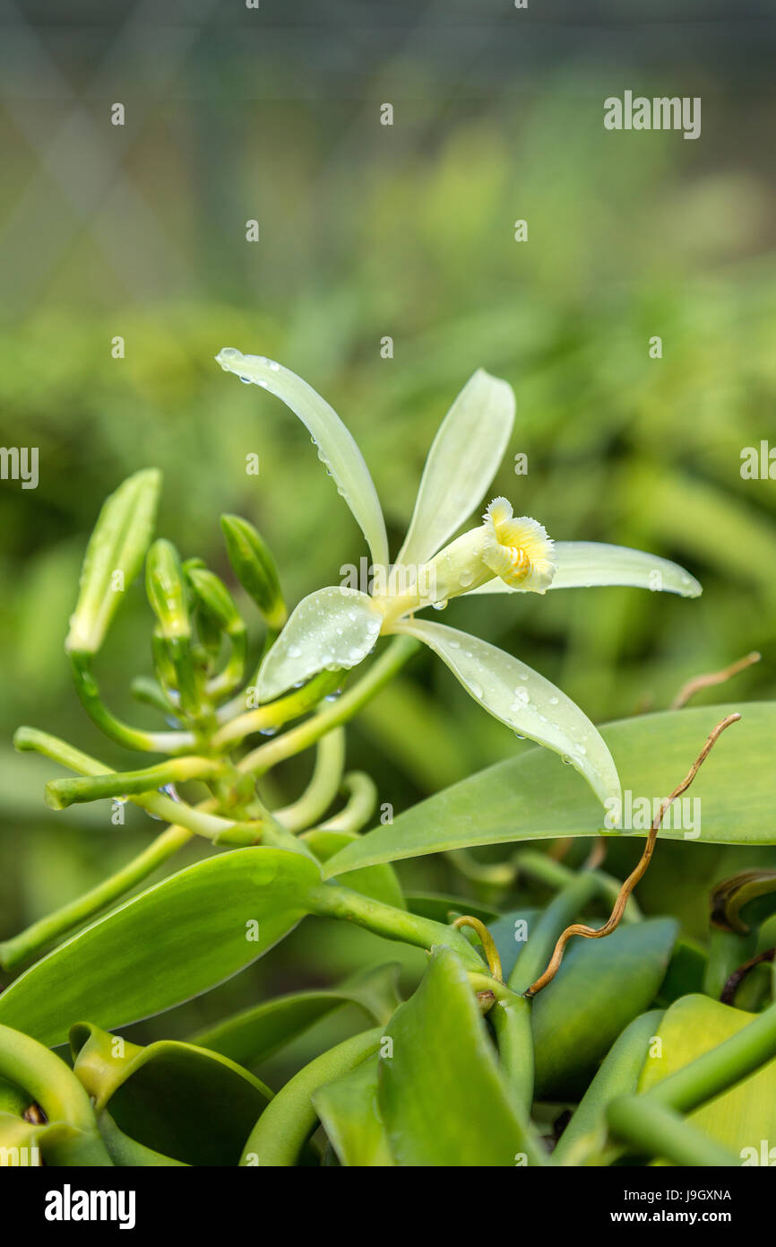 Vanille-Orchidee Blume Stockfoto