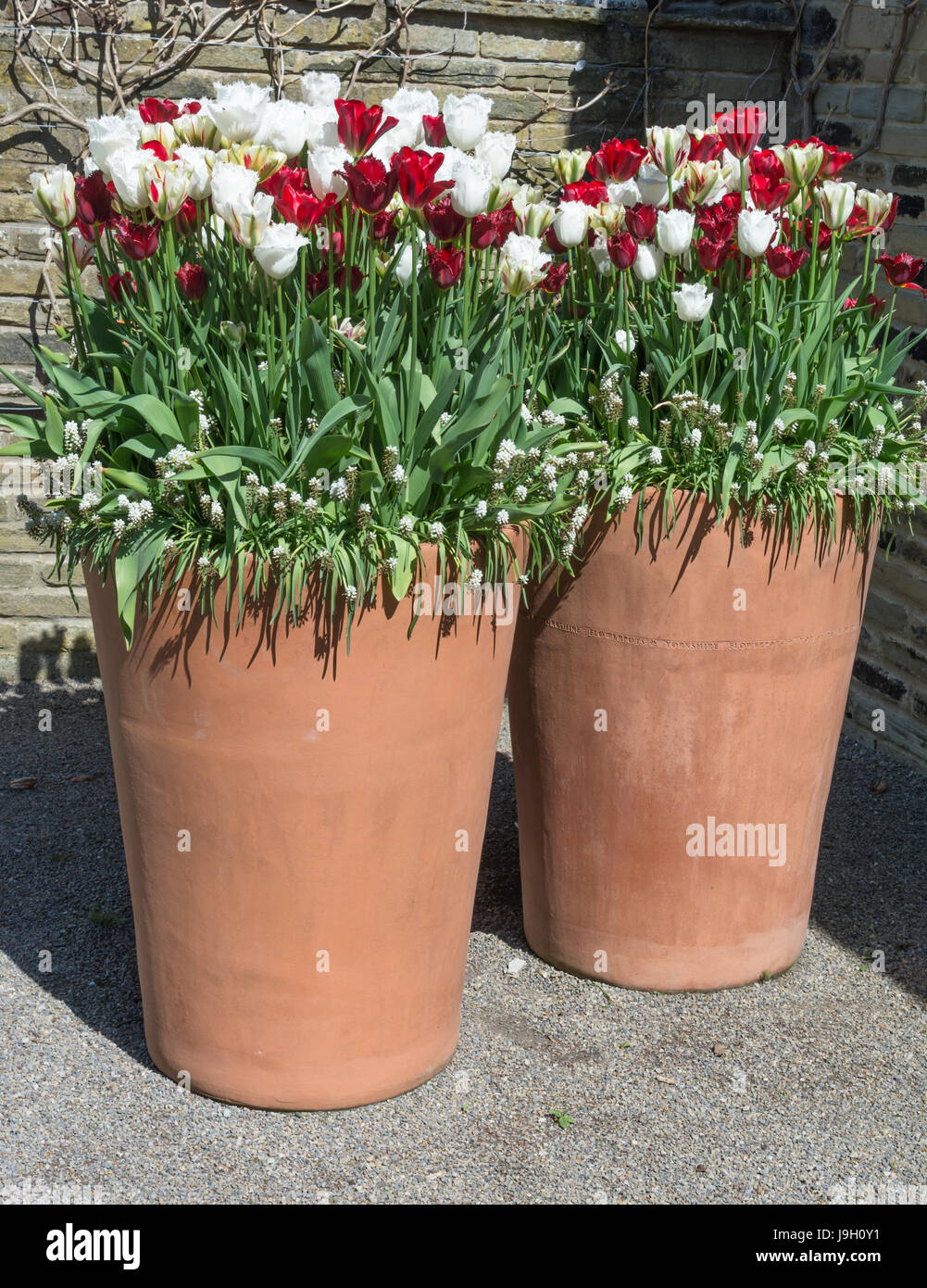 Tulpen 'Perle' (rot mit Fransen), "Flaming Spring Green' (weiß/rot),"Red Spring Green' (rot/grün) "Honeymoon" (weiß mit Fransen) Stockfoto