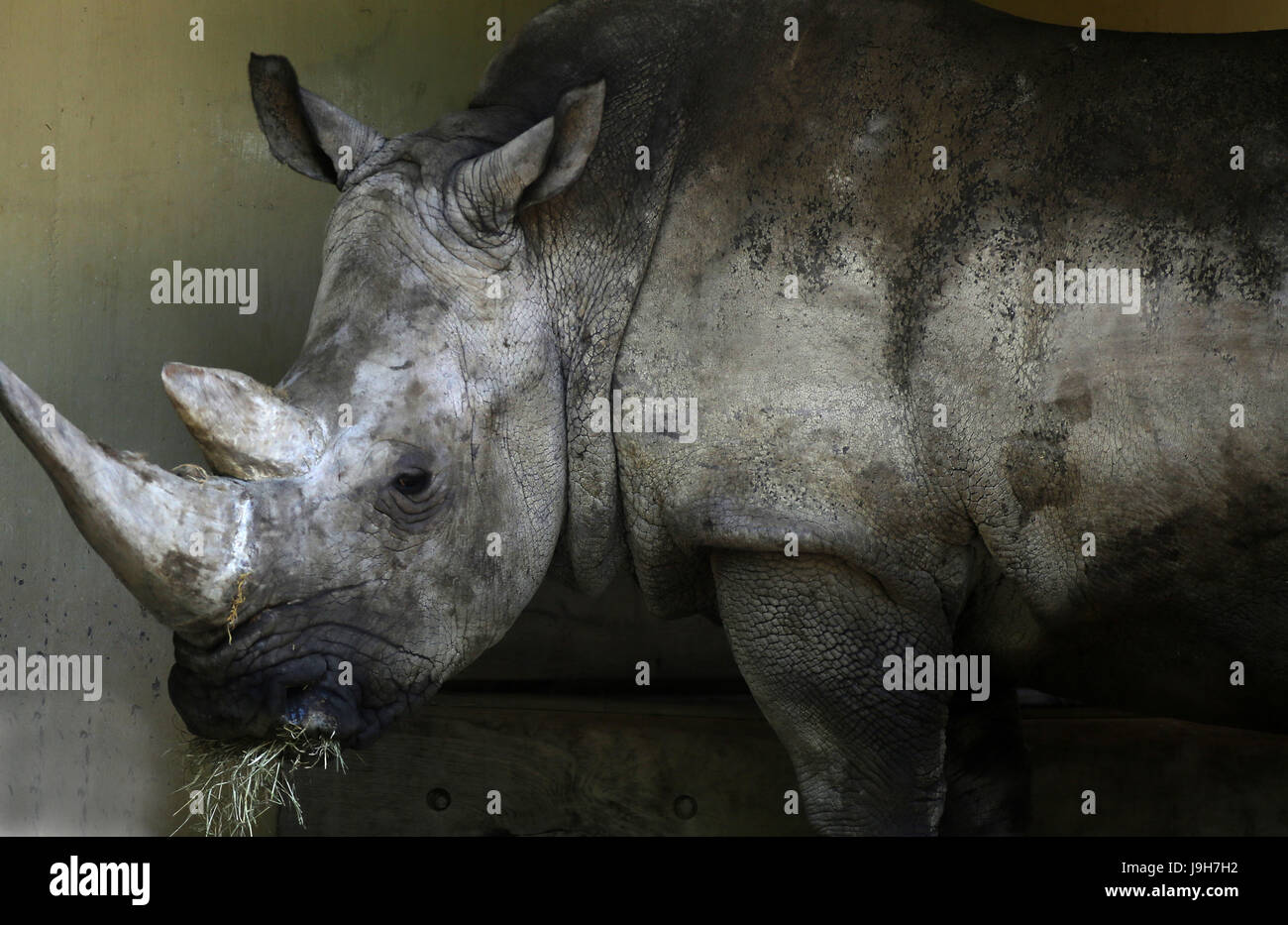 Münster, Deutschland. 2. Juni 2017. Weiße Rhinocero steht Jane Alwetterzoo (lit. Allwetter-Zoo), Münster, 2. Juni 2017. Ihr Sohn Amiri wurde 20. Mai 2017 in den Allwetterzoo geboren. Bildnachweis: Dpa picture Alliance/Alamy Live News Stockfoto