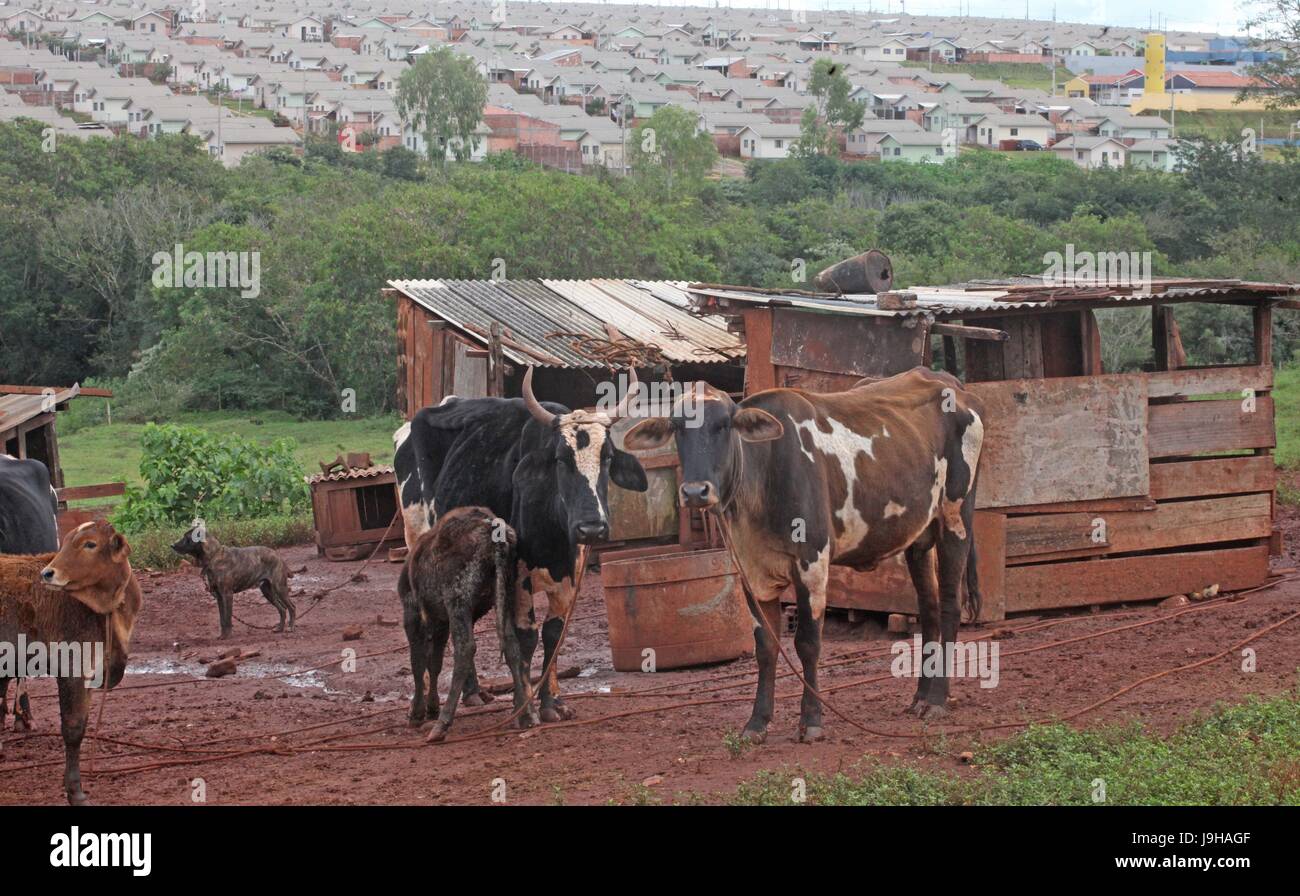 CAMPO MOURÃO, PR - 01.06.2017: CRÉDITOS PLANO SAFRA AGRICULTURA vertraut - The Safra Plan für die Familie Landwirtschaft 2017/2018 werden R $ 30 Milliarden für Kredite an Familienbetriebe bestimmt haben. Die Mittel, durch die Bundesregierung angekündigt werden für Kredite ab Juli, wenn die 2017/18-Ernte beginnt. Auf dem Foto, kleine Finca im Campo Mourão in der Mitte-Westen Region von Paraná. Um zu überleben, diversifizieren Landwirte ihre Tätigkeit in der Landwirtschaft. (Foto: Dirceu Portugal/Fotoarena) Stockfoto