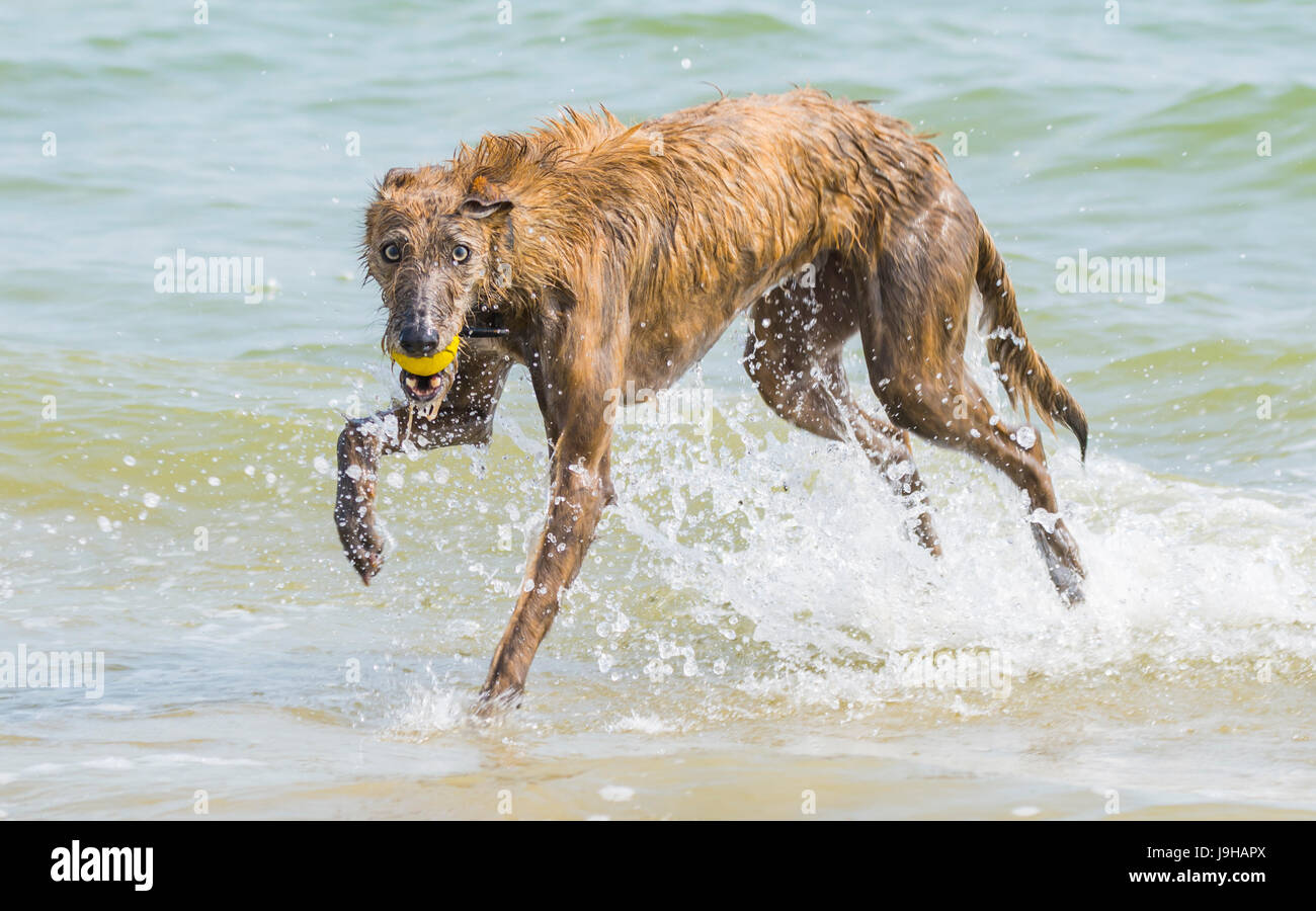 Scottish Deerhound Lurcher Hund spielen mit einem Ball im Meer. Stockfoto