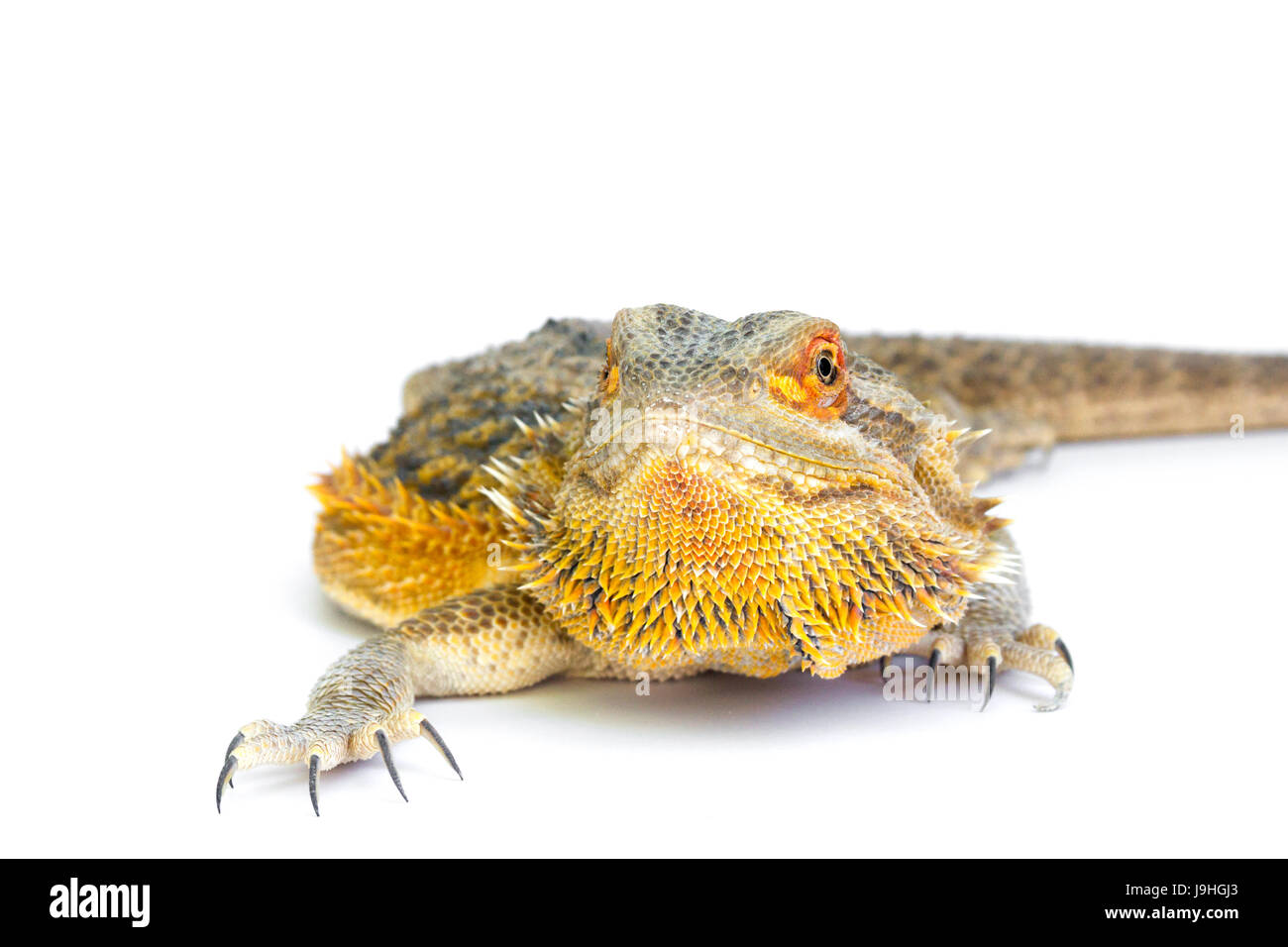 Zentralen Bearded Dragon (Pogona Vitticeps) auf weißem Hintergrund Stockfoto