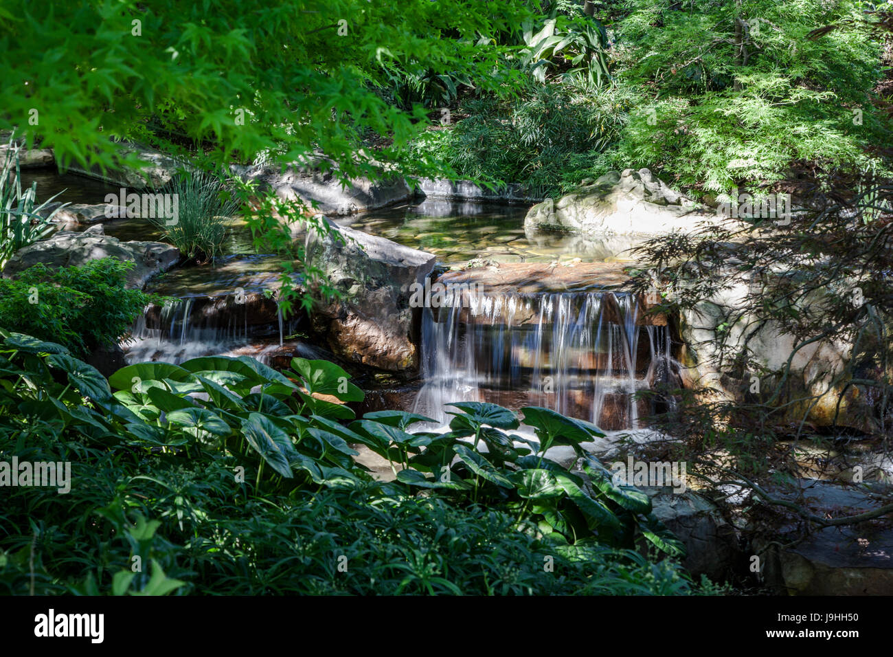 Teich im Botanischen Garten und Arboretum in Dallas, Texas Stockfoto
