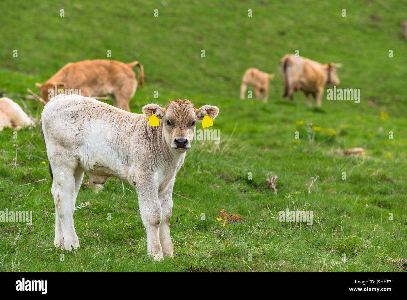 Landwirtschaft und Weide in Andorra Pyrenäen, Alpwirtschaft Stockfoto