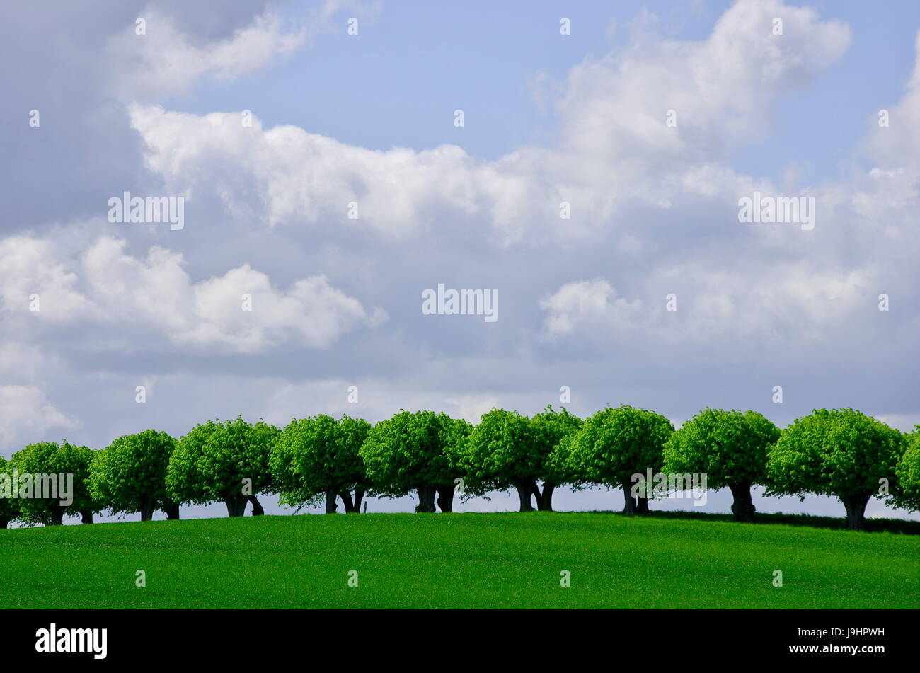 Baum, Bäume, Linde, Avenue, eine Reihe von Kalk, Agrar, Baum, Bäume, Bäume, Stockfoto