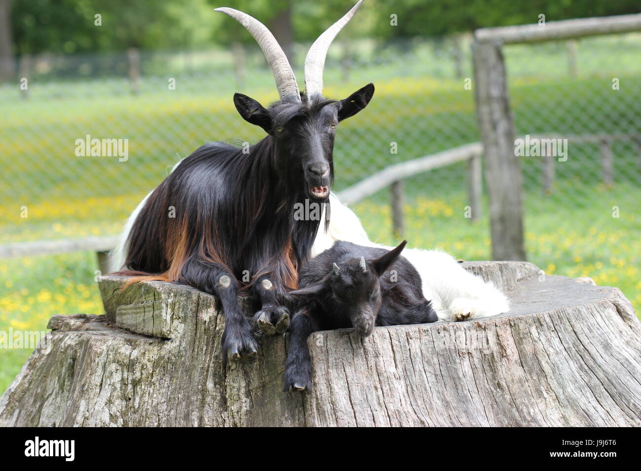 Mini lop Kaninchen mit jungen in der Zoo-sababurg Stockfoto