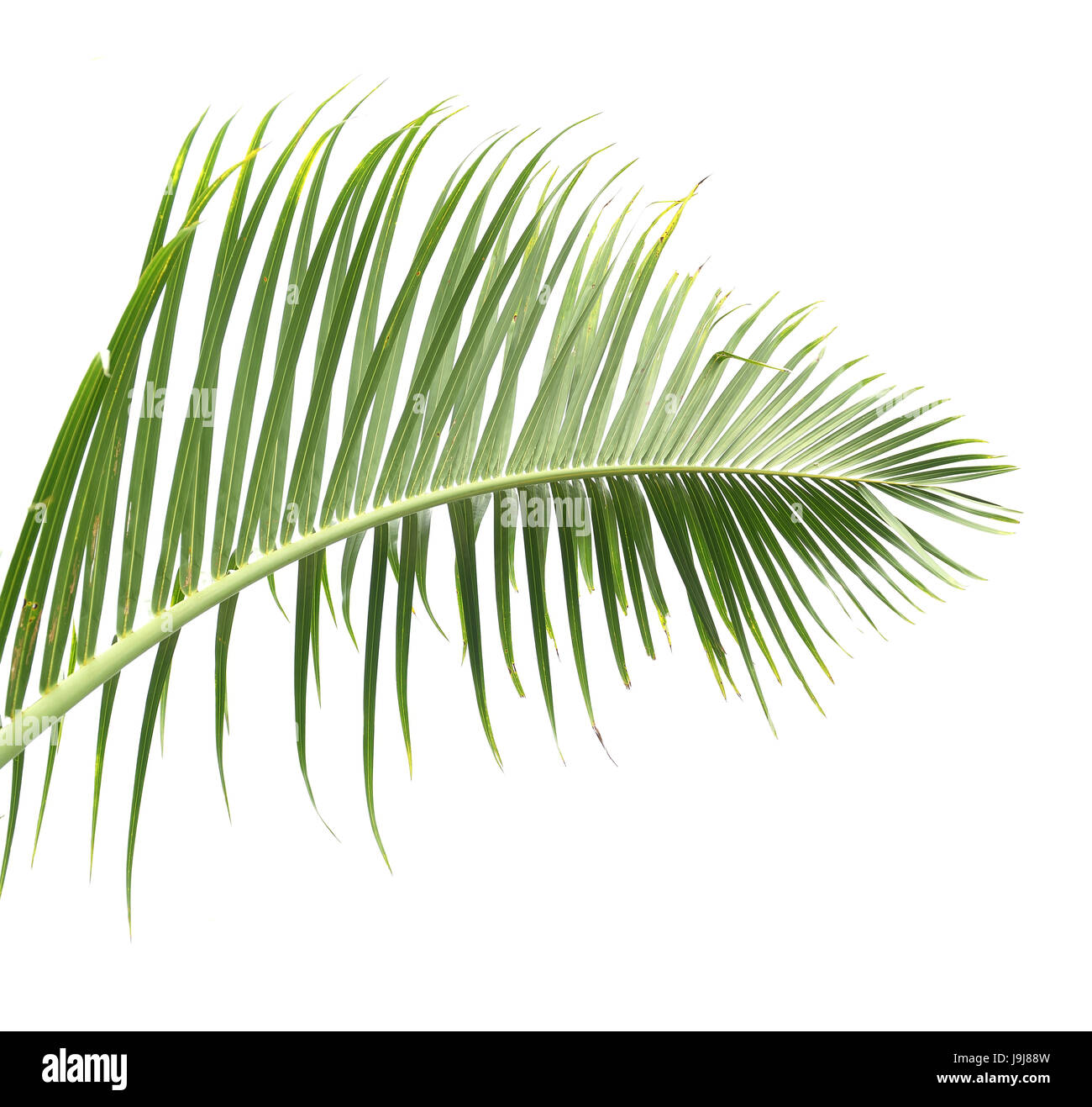 Palm Tree auf weißem Hintergrund Stockfoto