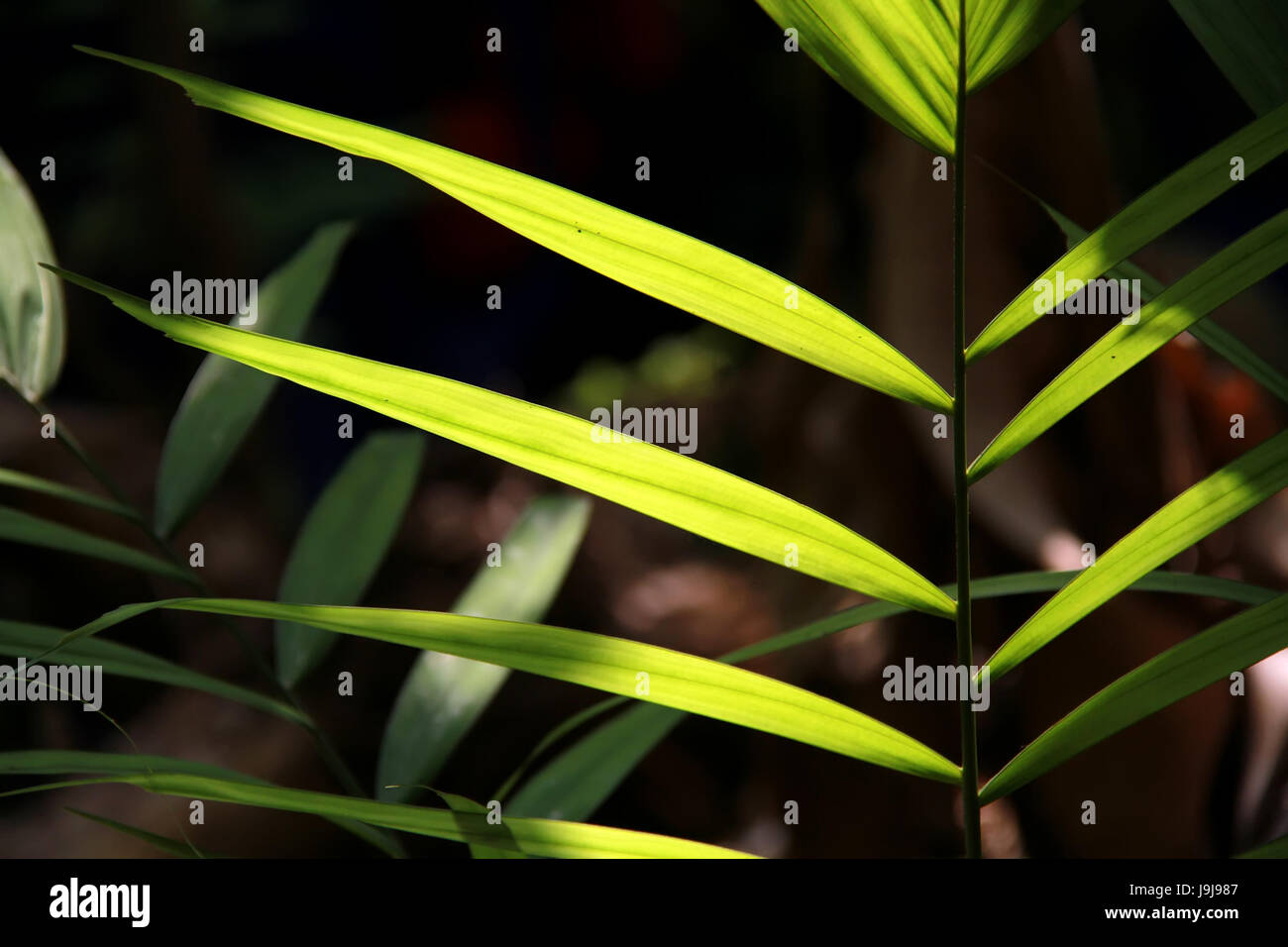 Sonne durch eine strahlende grünes Blatt im Wald Stockfoto