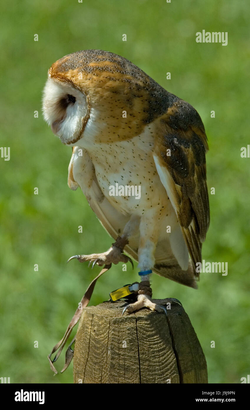 zeigen Sie, zeigen Sie, amerikanisch, Vogel, braun, braune, Brünette, Gesicht, Federn, Stockfoto