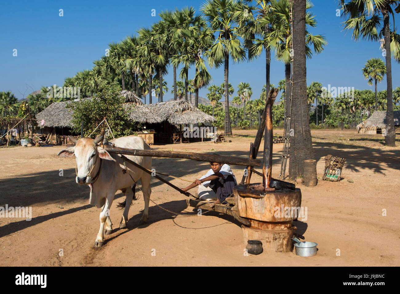 Myanmar, Mandalay Provinz Schleifen Erdnüsse Stockfoto