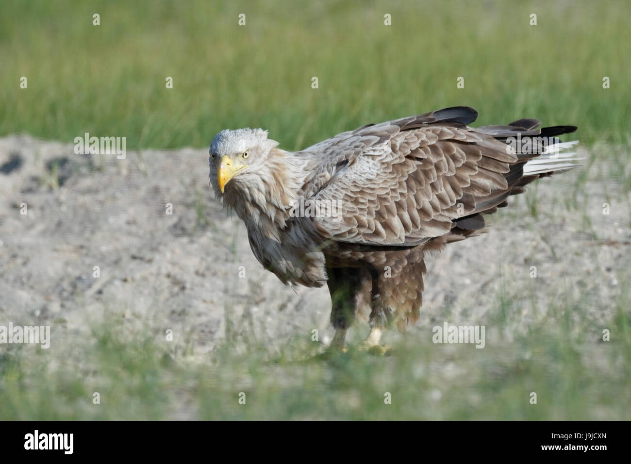 Seeadler (Haliaeetus Horste) Altvogel stehend auf Boden, Donaudelta, Rumänien Stockfoto