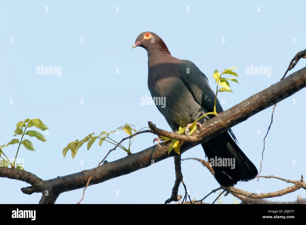 schuppige Himalaja-Taube (Patagioenas Squamosa) Erwachsenen thront auf Ast des Baumes, Barbados, Karibik Stockfoto