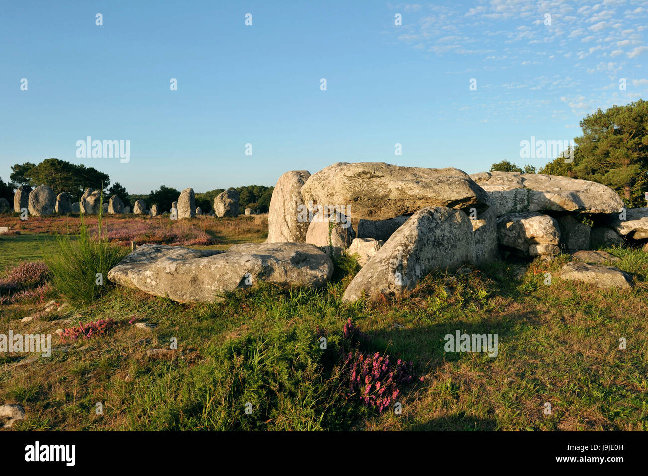 Frankreich, Morbihan, Carnac, Zeile der megalithischen Menhire bei Kermario Stockfoto
