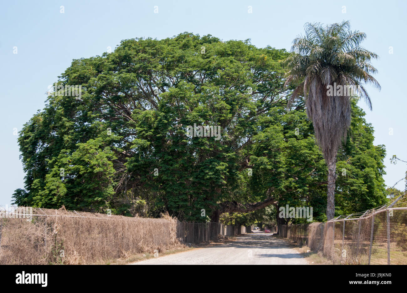 Ein riesiger Parota Baum auf einer Landstraße. Eine erstaunliche Welt Form kontrastiert von einem klaren blauen Himmel. Stockfoto