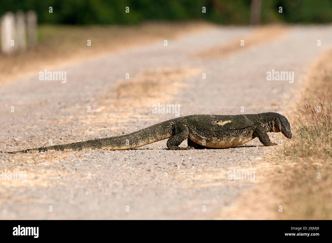 Wasser-Monitor Lizard (Varanus Salvator) Thailand Stockfoto