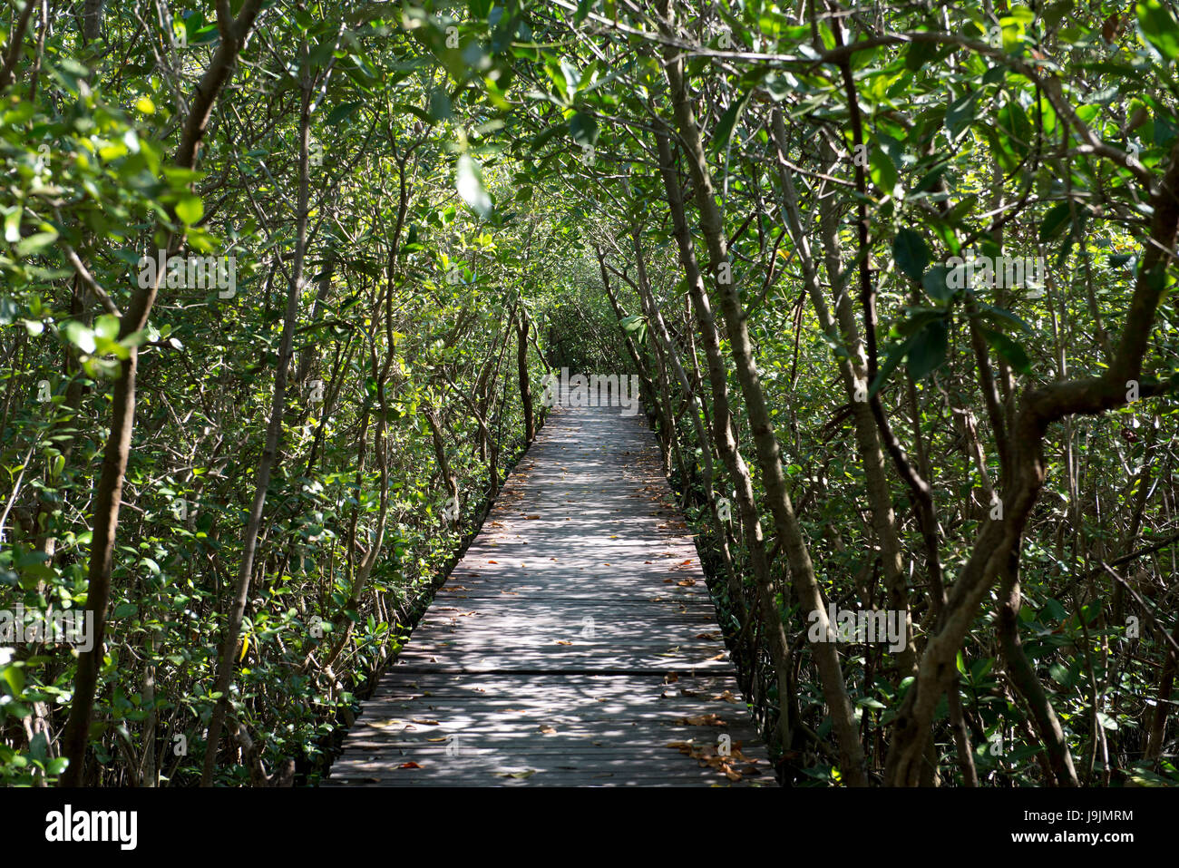 Thailand, Petchaburi, junge Mangroven Projekt, Trail-Pfad Stockfoto